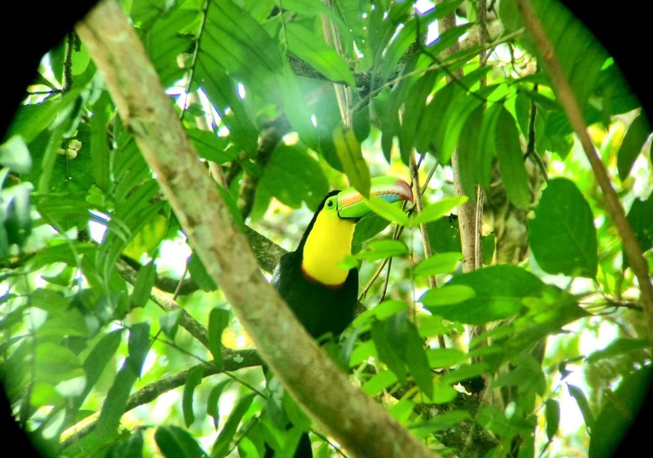 Wildlife Art Tortuguero Hotel Bagian luar foto
