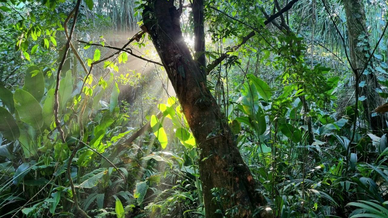 Wildlife Art Tortuguero Hotel Bagian luar foto