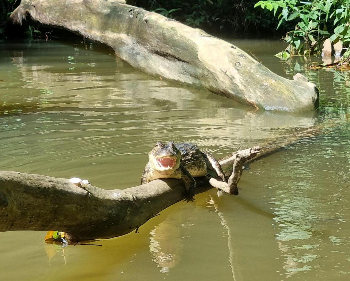 Wildlife Art Tortuguero Hotel Bagian luar foto