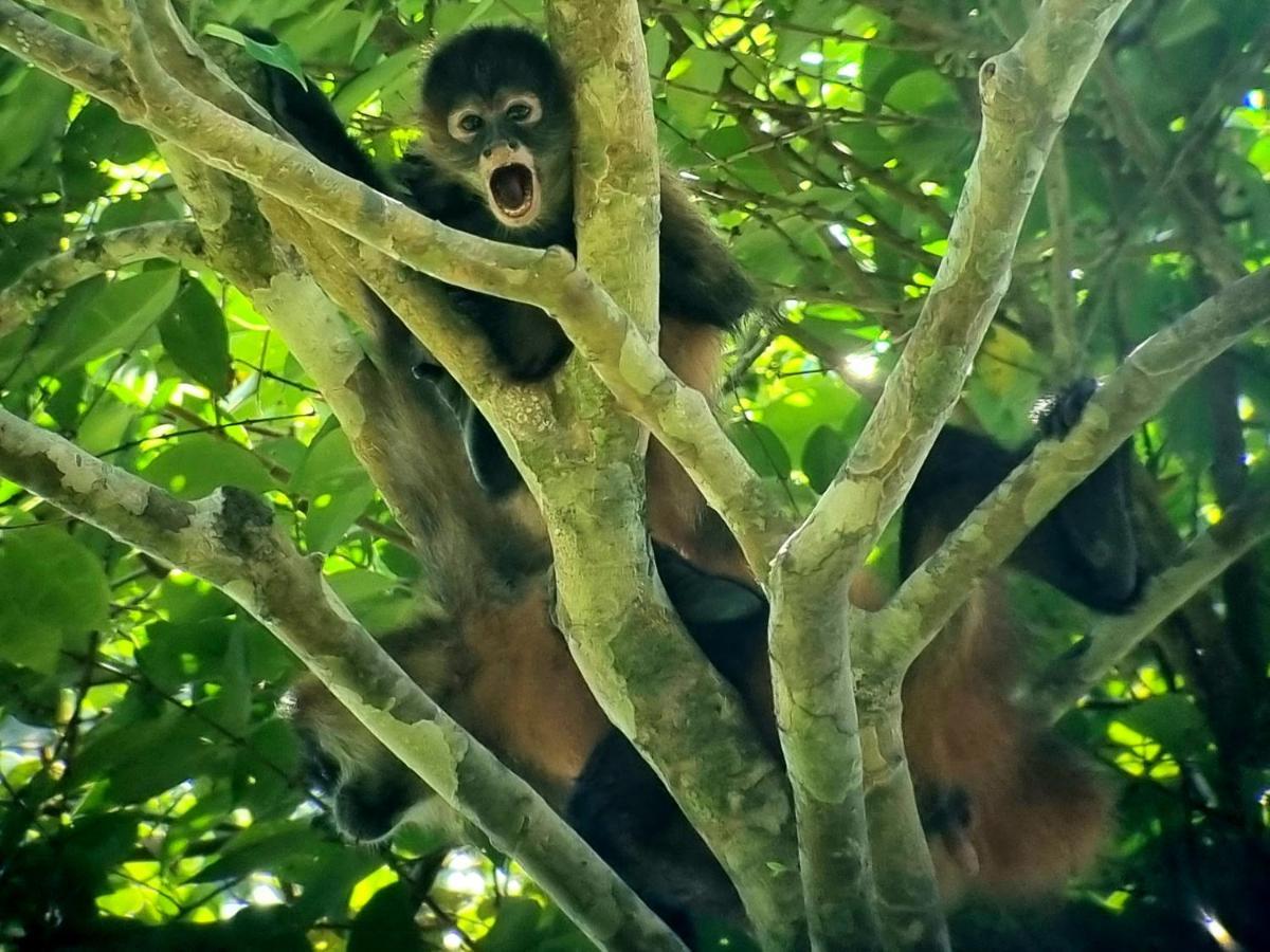 Wildlife Art Tortuguero Hotel Bagian luar foto