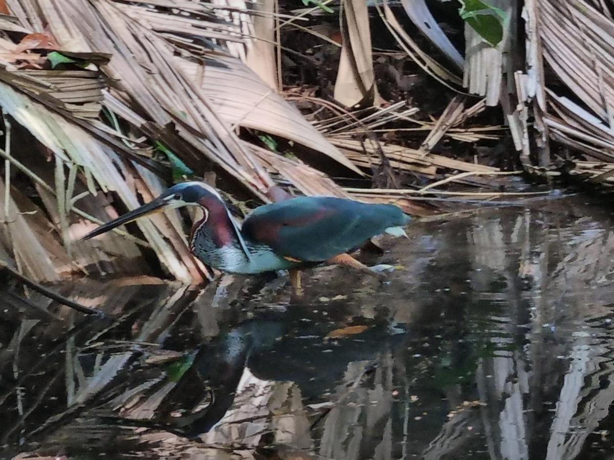Wildlife Art Tortuguero Hotel Bagian luar foto