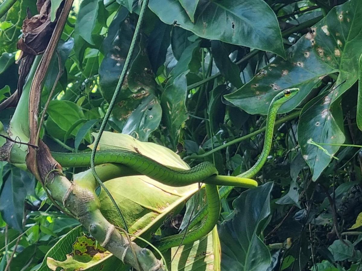 Wildlife Art Tortuguero Hotel Bagian luar foto
