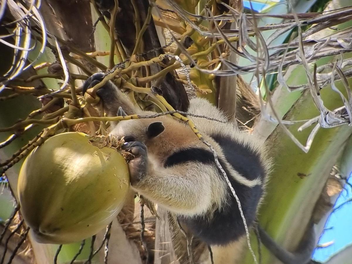 Wildlife Art Tortuguero Hotel Bagian luar foto