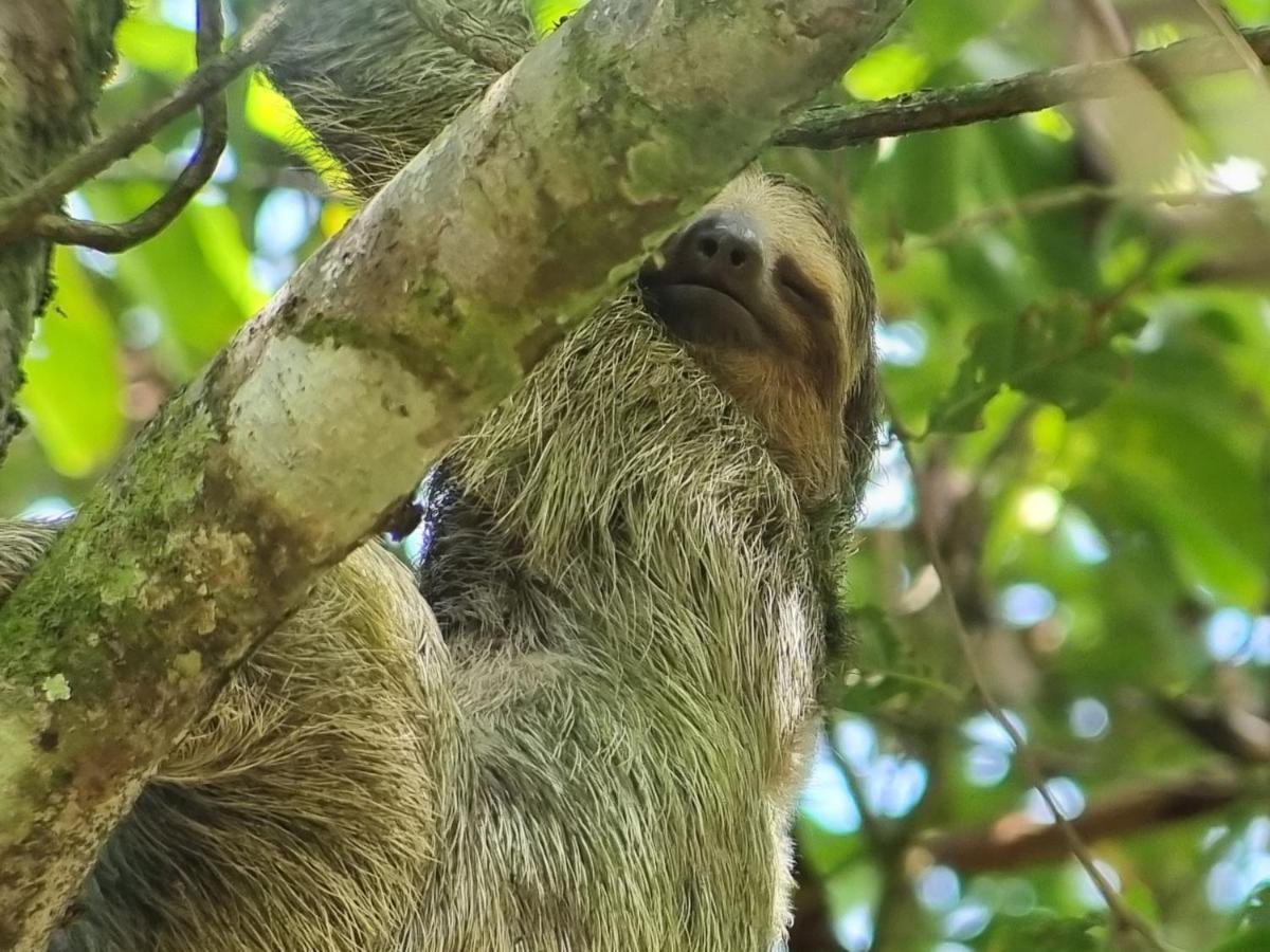 Wildlife Art Tortuguero Hotel Bagian luar foto