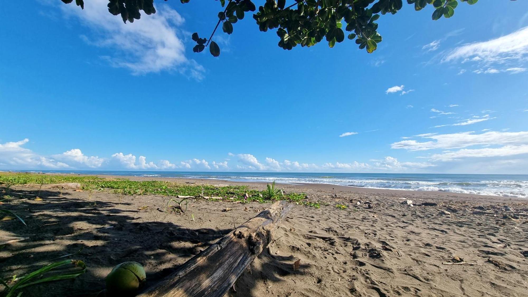 Wildlife Art Tortuguero Hotel Bagian luar foto