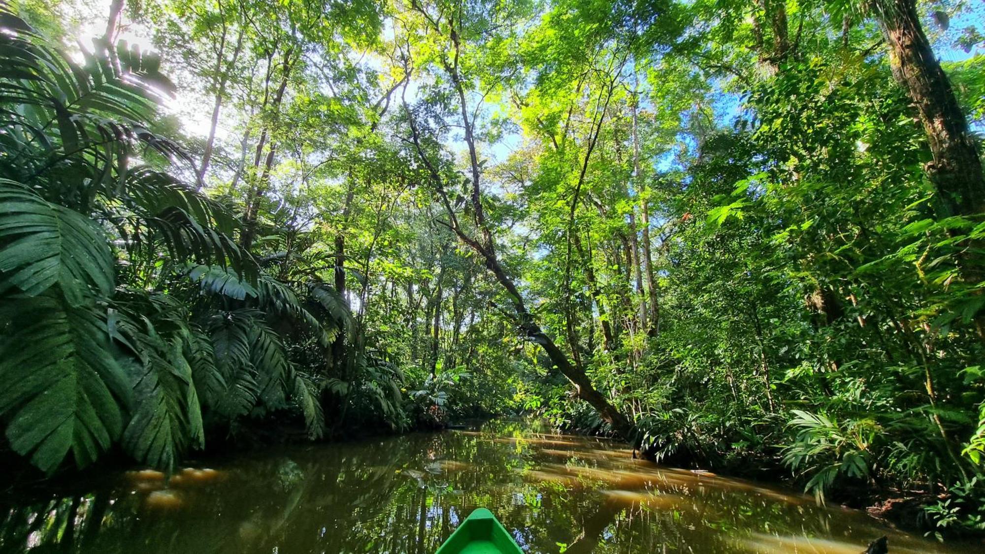 Wildlife Art Tortuguero Hotel Bagian luar foto
