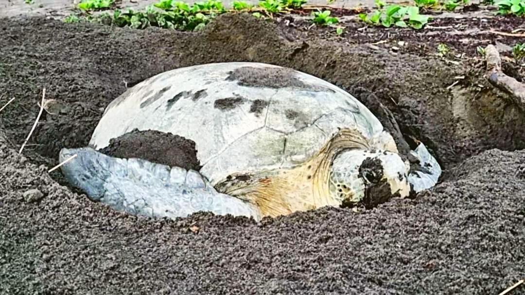 Wildlife Art Tortuguero Hotel Bagian luar foto