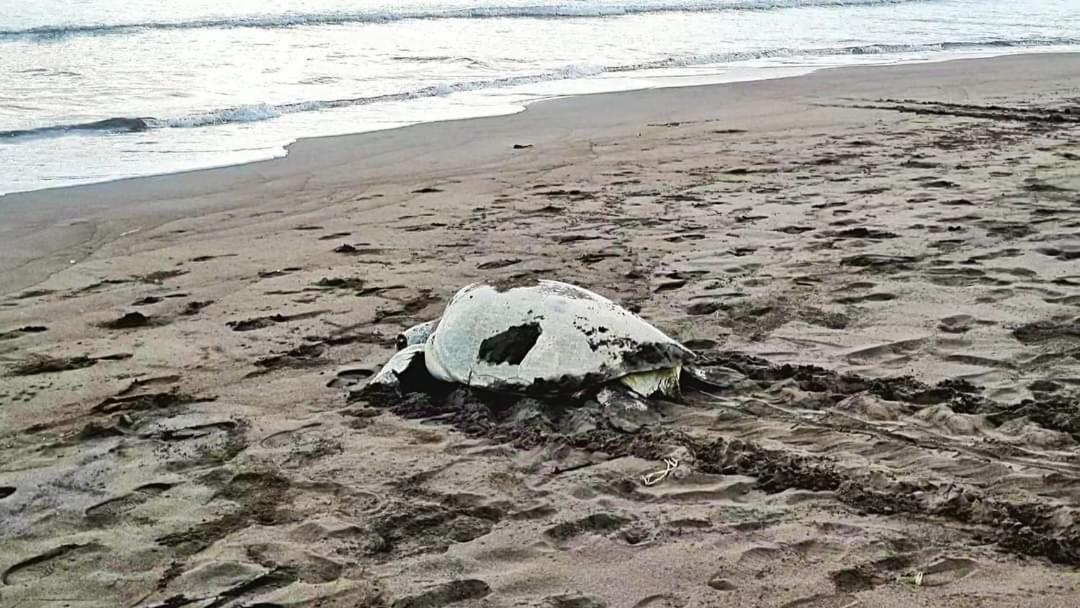 Wildlife Art Tortuguero Hotel Bagian luar foto