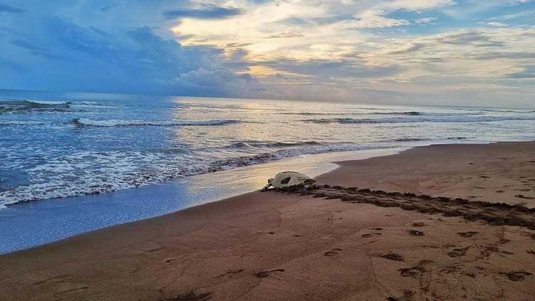 Wildlife Art Tortuguero Hotel Bagian luar foto